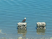 eagle