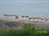 oystershell