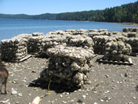 oystershell
