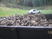 single oysters